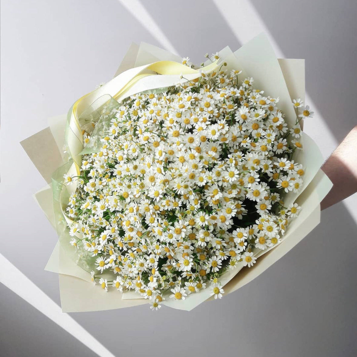 Daisy Meadow
