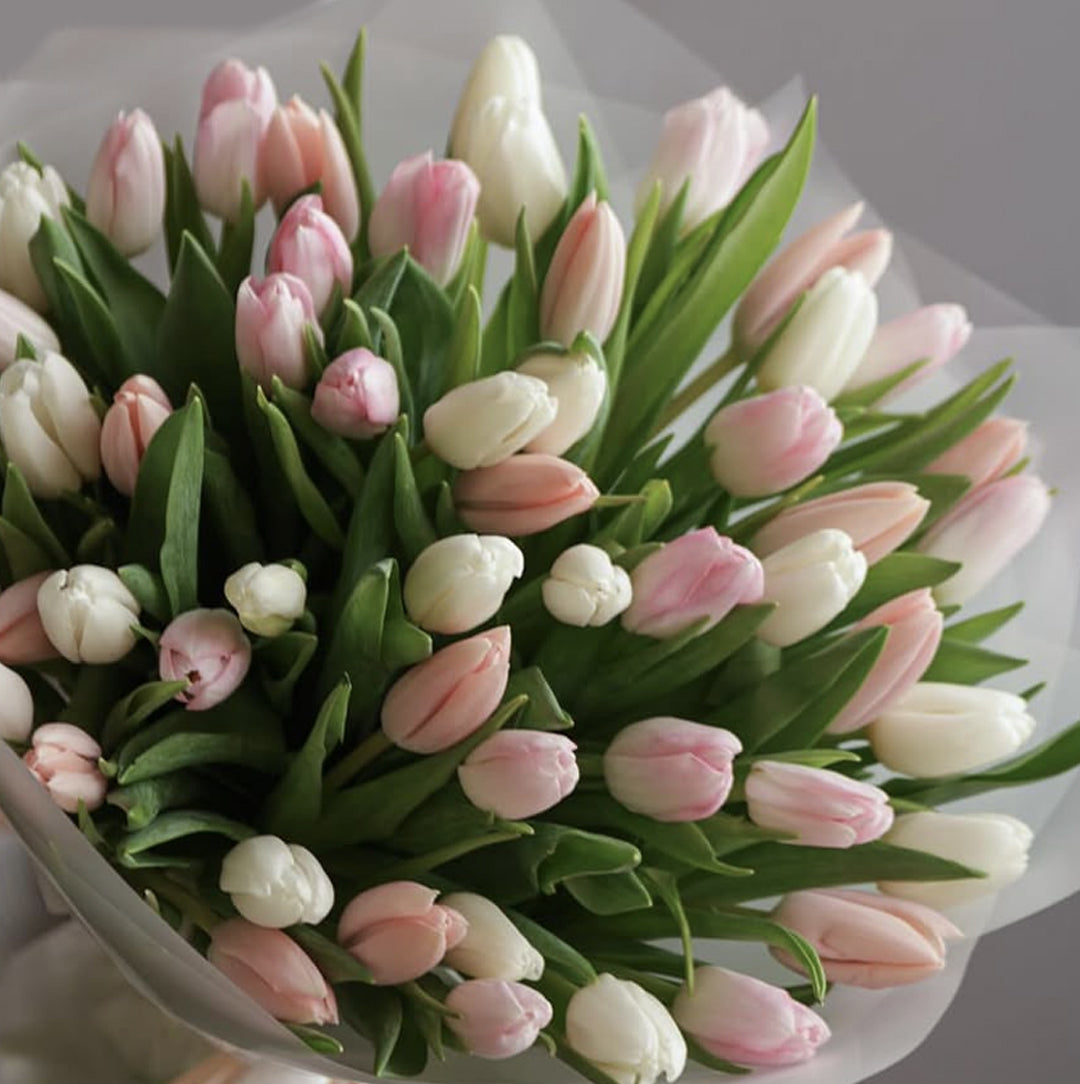 Gentle Tulips