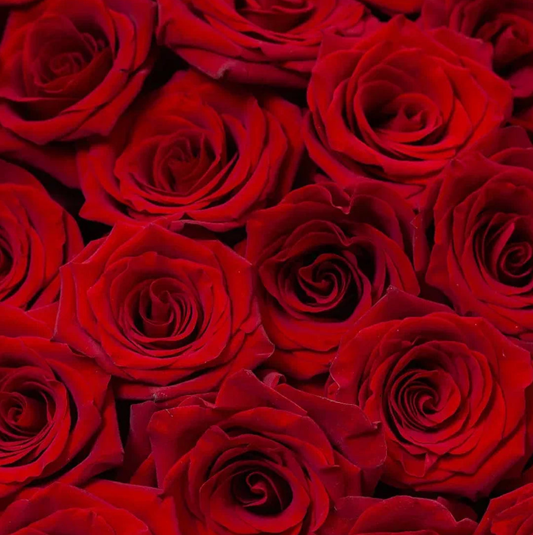2 Dozen Red Roses